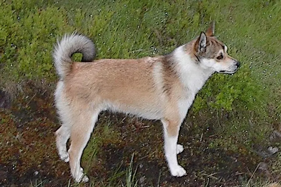 A Norwegian Lundehund, a medium dog of the non-sporting group
