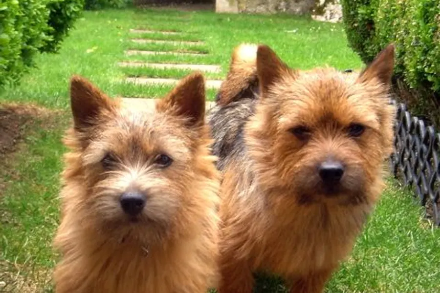 A Norwich Terrier, a toy dog of the terrier group