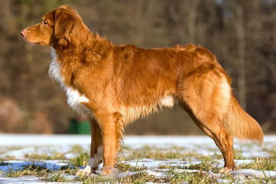 A Nova Scotia Duck Tolling Retriever, a medium dog of the sporting group
