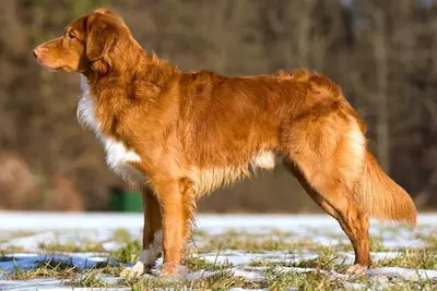 A Nova Scotia Duck Tolling Retriever