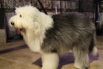 A Old English Sheepdog