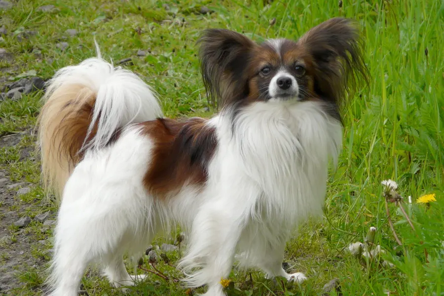 A Papillon, a toy dog of the toy group