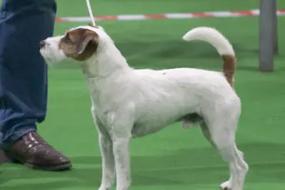 A Parson Russell Terrier