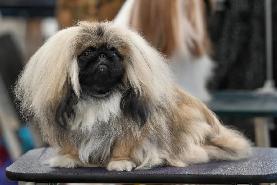 A Pekingese, a small dog of the toy group
