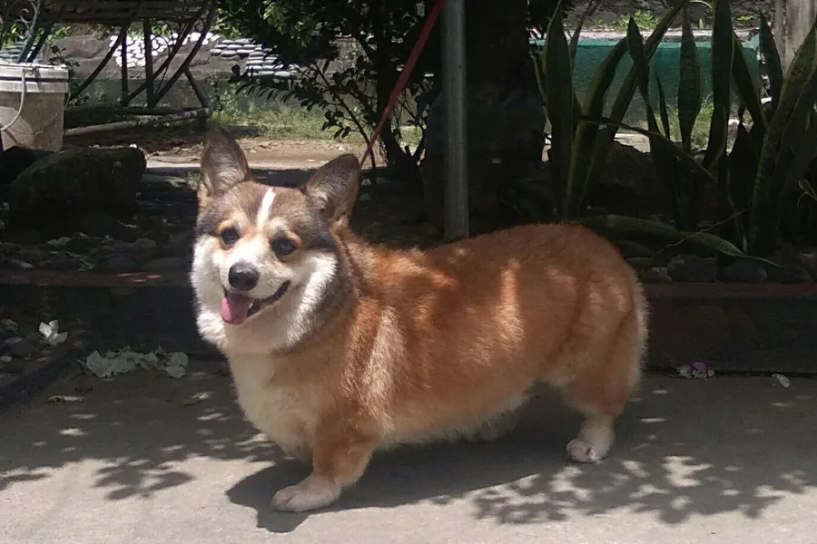 A Pembroke Welsh Corgi, a medium dog of the herding group