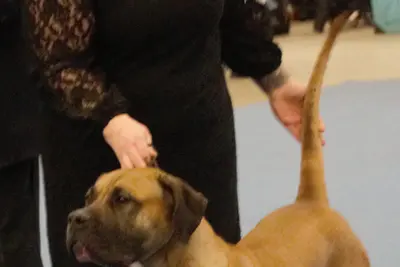 A Perro de Presa Canario