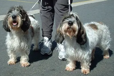 A Petit Basset Griffon Vendéen