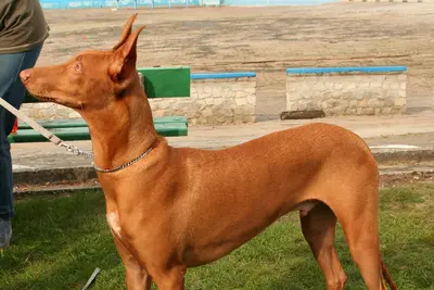 A Pharaoh Hound