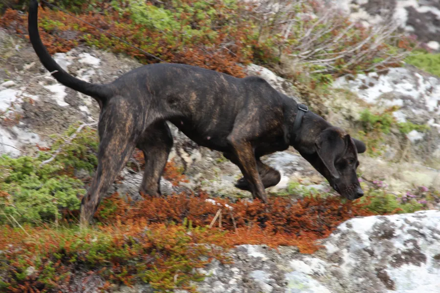 A Plott Hound, a large dog of the hound group