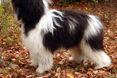 A Polish Lowland Sheepdog