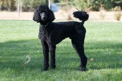 A Poodle (Miniature)