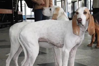 A Porcelaine