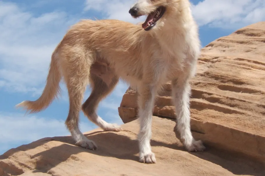 A Portuguese Podengo Pequeno, a small dog of the hound group