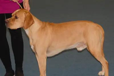 A Portuguese Pointer