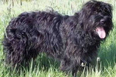 A Portuguese Sheepdog