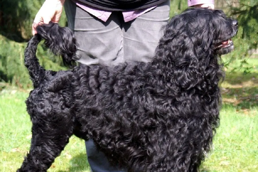 A Portuguese Water Dog, a large dog of the working group