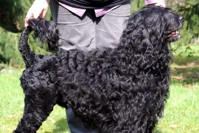 A Portuguese Water Dog