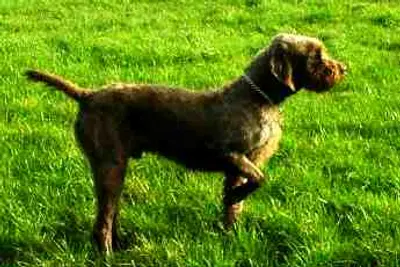 A Pudelpointer