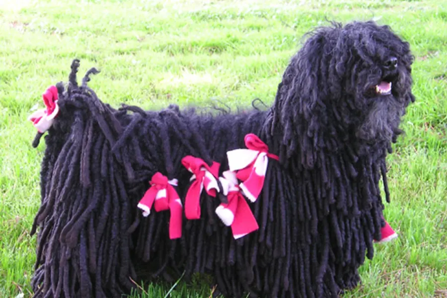 A Puli, a medium dog of the herding group