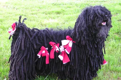A Puli