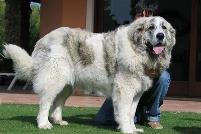 A Pyrenean Mastiff