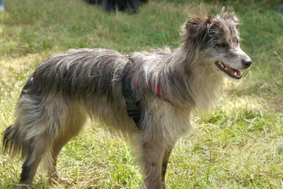 A Pyrenean Shepherd