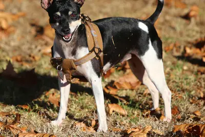 A Rat Terrier