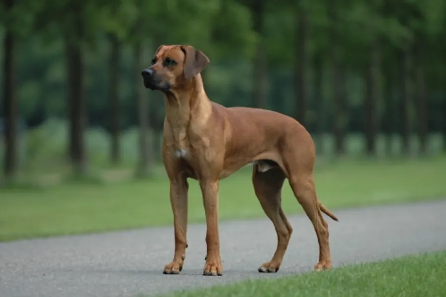 A Rhodesian Ridgeback, a large dog of the hound group