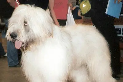 A Romanian Mioritic Shepherd Dog