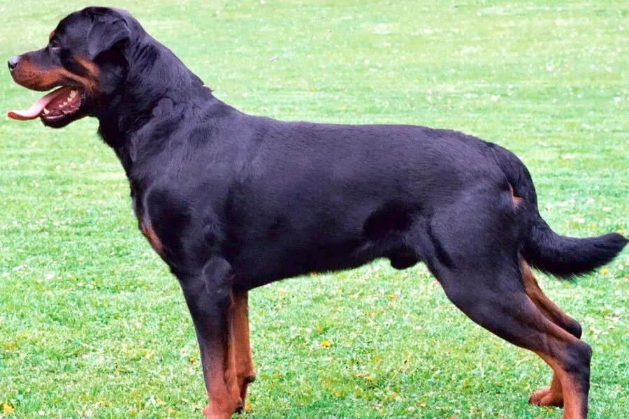 A Rottweiler, a large dog of the working group