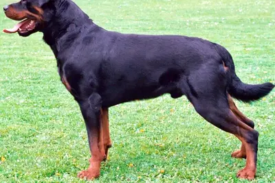 A Rottweiler