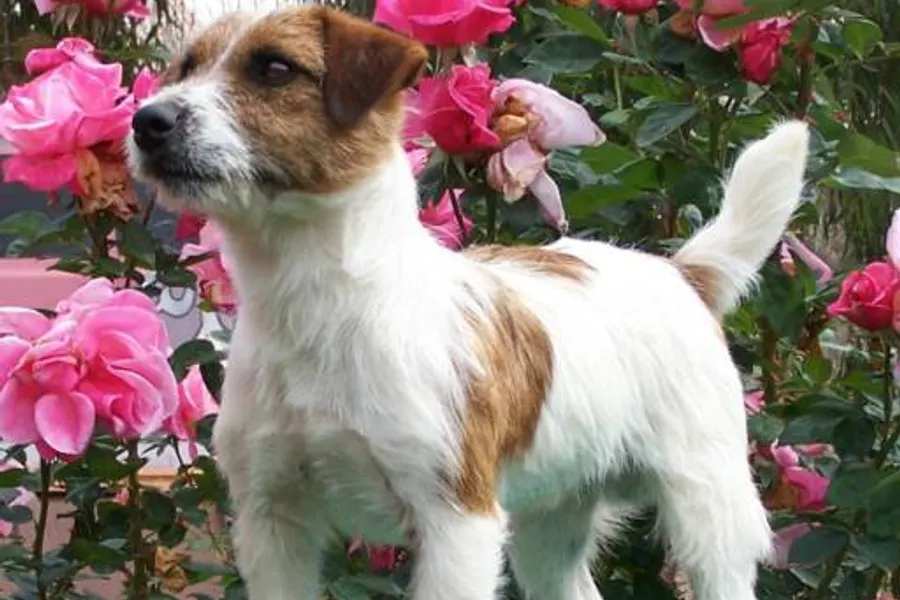 A Russell Terrier, a small dog of the terrier group