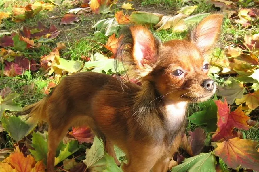 A Russian Toy, a toy dog of the miscellaneous class group