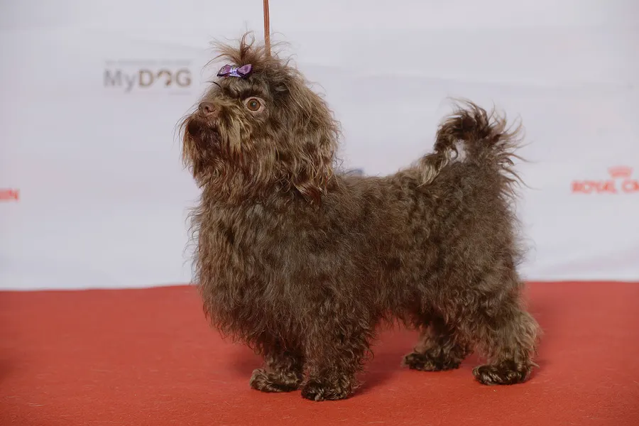 A Russian Tsvetnaya Bolonka, a toy dog of the foundation stock service group