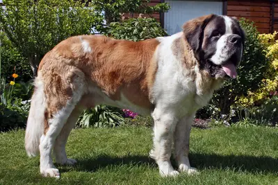 A Saint Bernard
