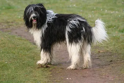 A Schapendoes
