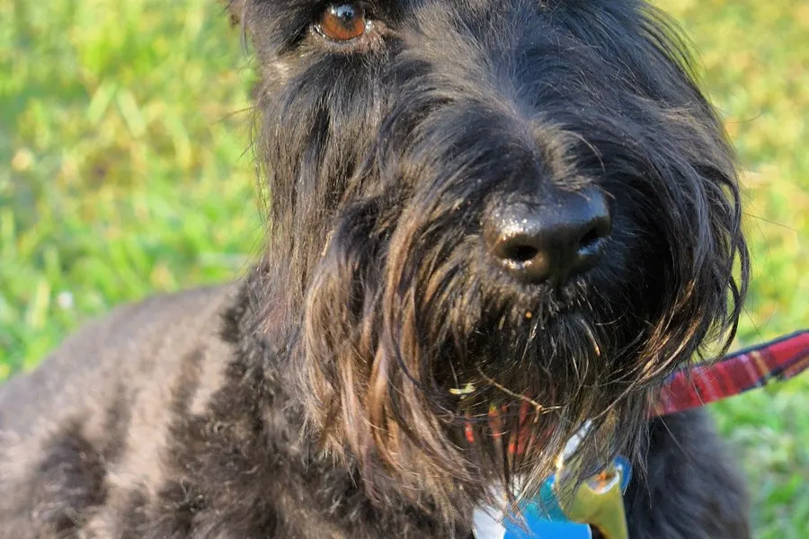 A Scottish Terrier, a small dog of the terrier group