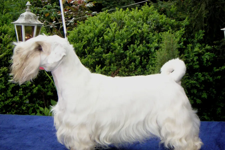 A Sealyham Terrier, a small dog of the terrier group