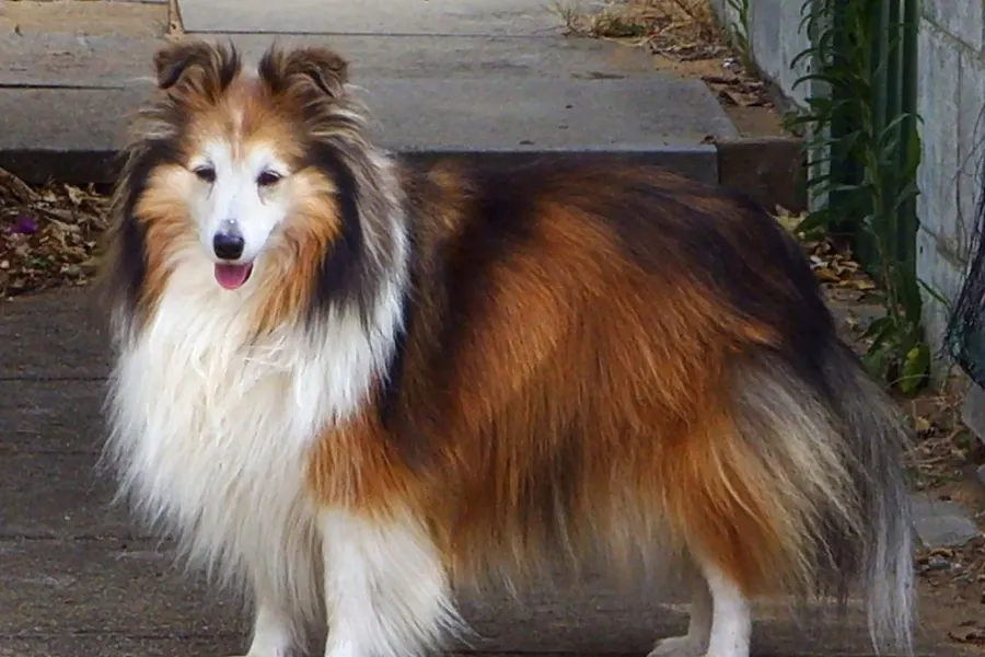 A Shetland Sheepdog, a small dog of the herding group
