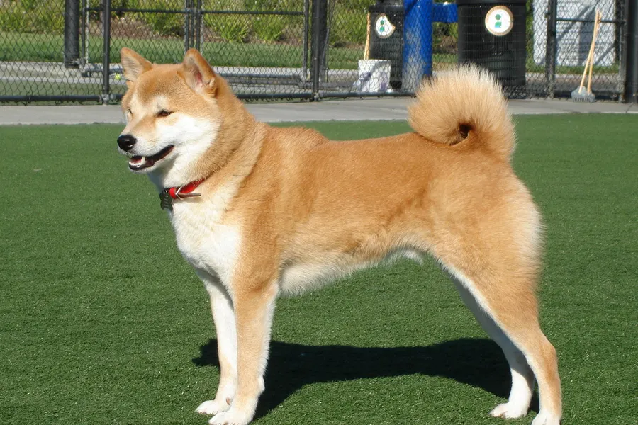 A Shiba Inu, a small dog of the non-sporting group