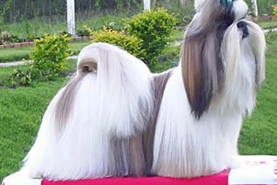 A Shih Tzu, a small dog of the toy group