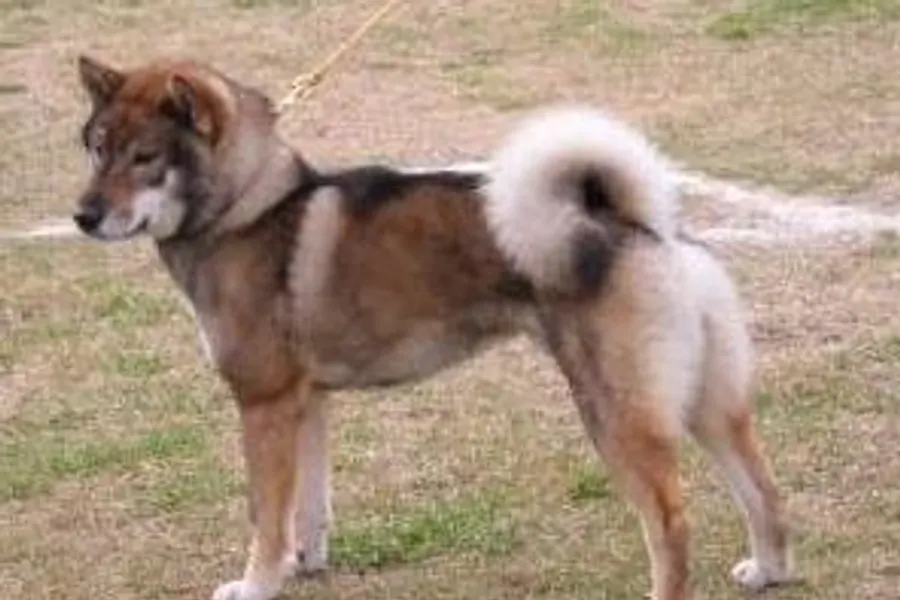 A Shikoku, a medium dog of the foundation stock service group