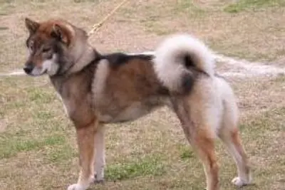 A Shikoku