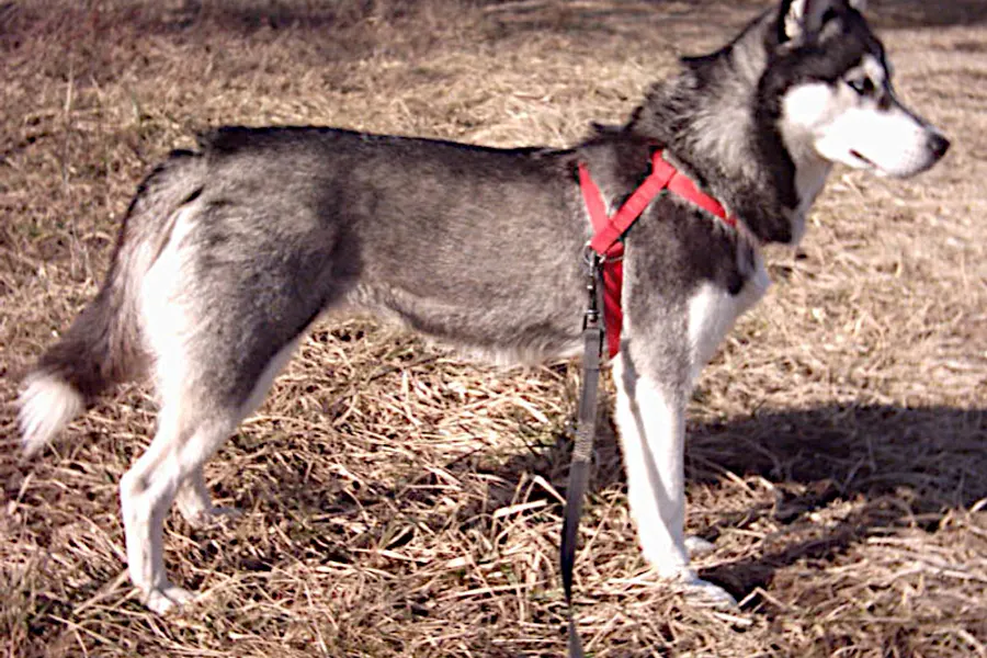 A Siberian Husky, a large dog of the working group