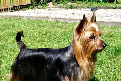 A Silky Terrier
