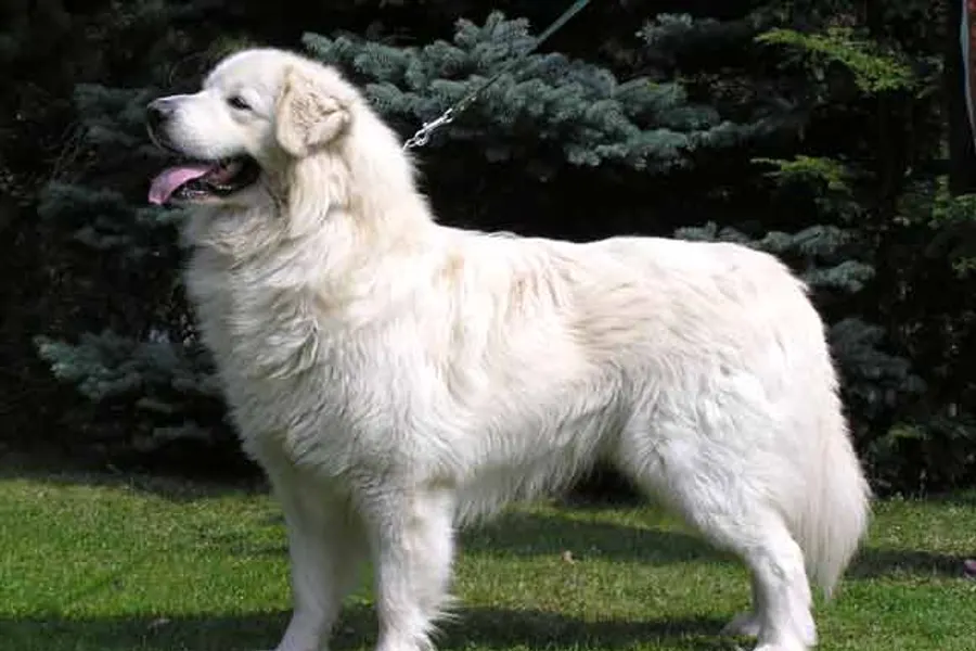 A Slovensky Cuvac, a large dog of the foundation stock service group