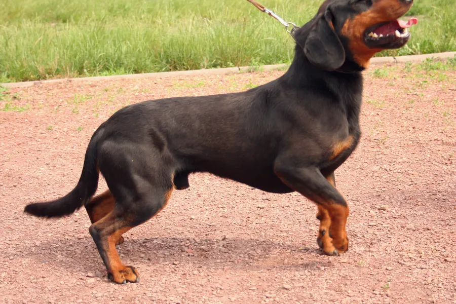 A Slovensky Kopov, a medium dog of the foundation stock service group