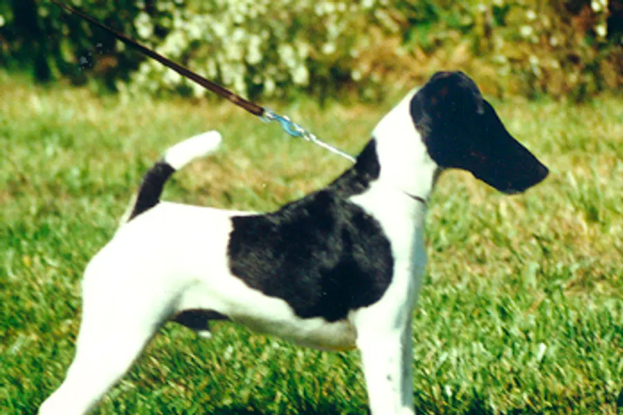 A Smooth Fox Terrier, a small dog of the terrier group