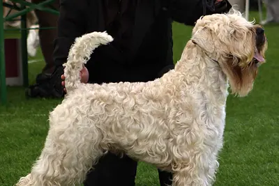 A Soft Coated Wheaten Terrier