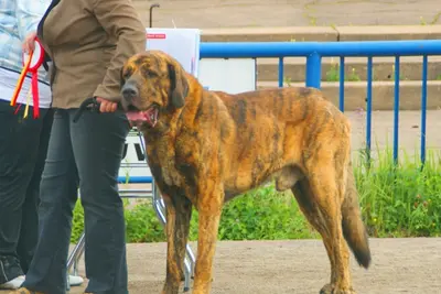 A Spanish Mastiff